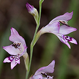 Gladiolus oatesii